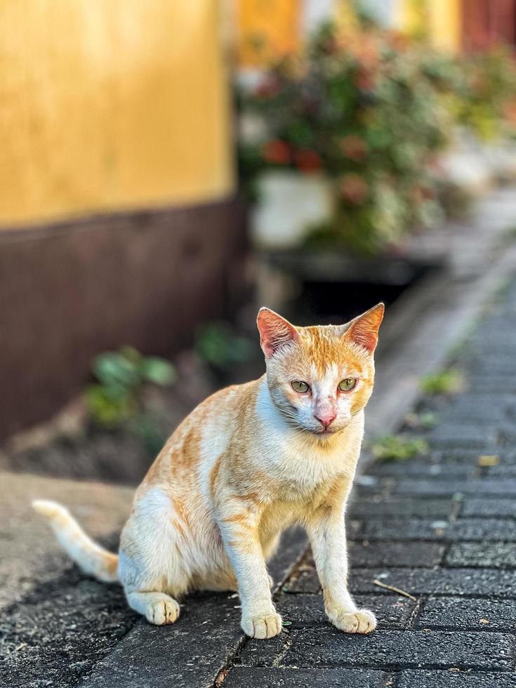 gatto su il strada foto