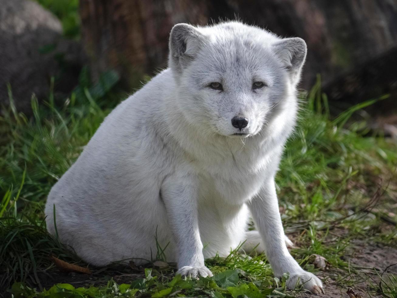 artico Volpe guardare a il telecamera e seduta a un' zoo nel Wisconsin foto