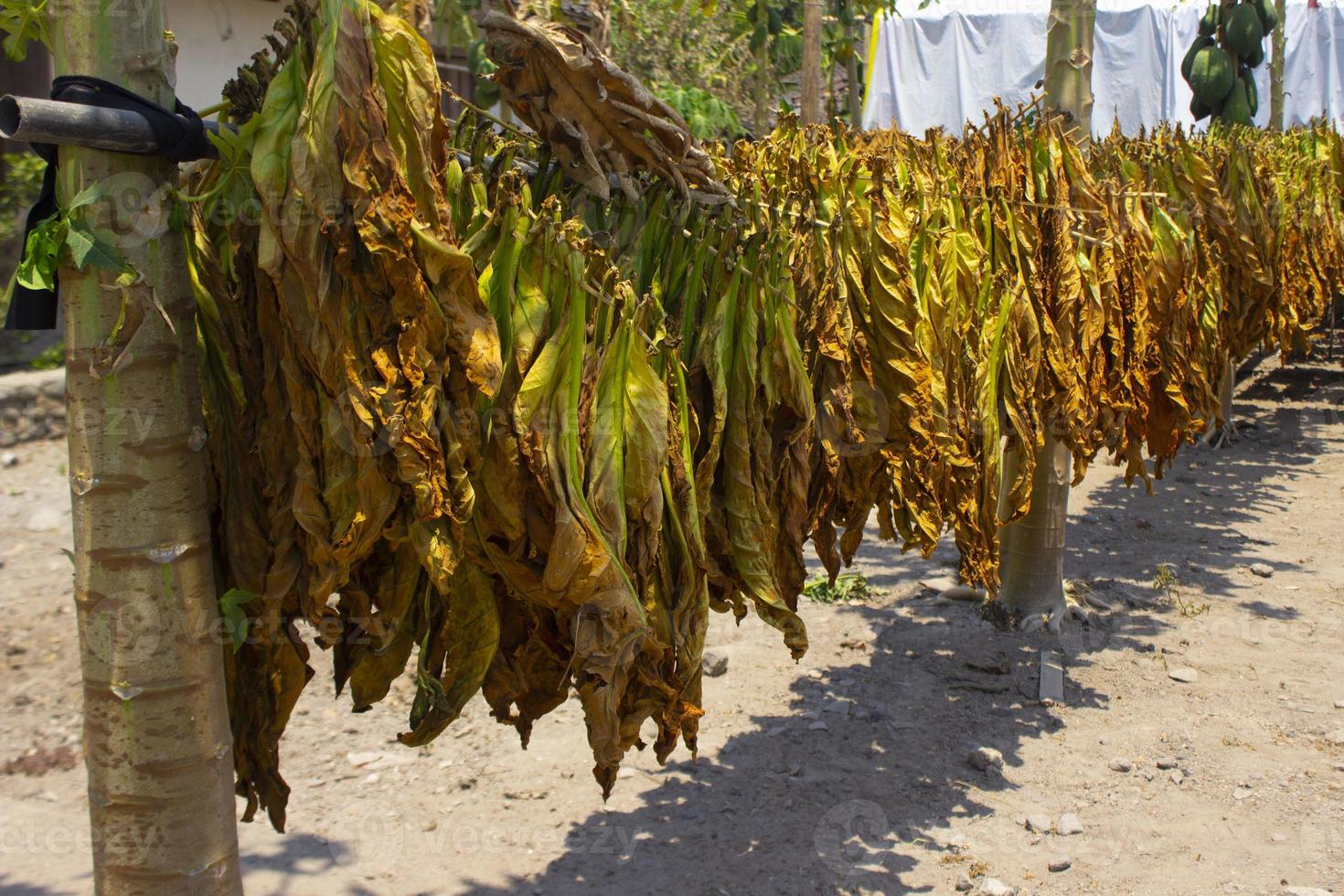 essiccazione tradizionale tabacco le foglie con sospeso nel un' campo, Indonesia. alto qualità asciutto tagliare tabacco grande foglia. foto