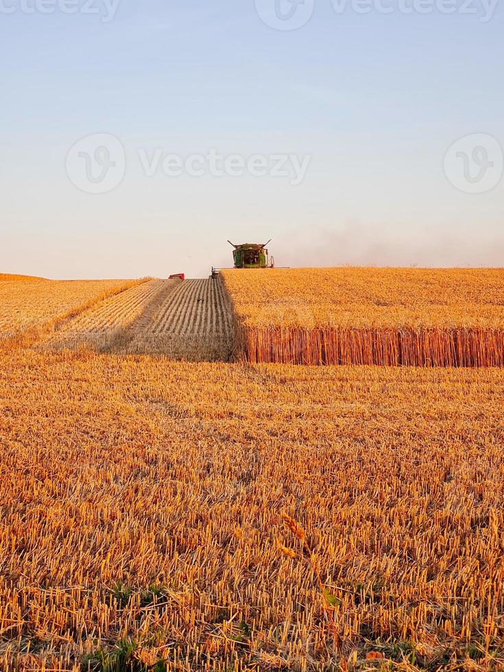 raccolta combinare Lavorando su il campo di Grano a tramonto volta, moderno agricolo trasporto. combinare mietitrice. ricco raccolto. agricoltura Immagine. foto