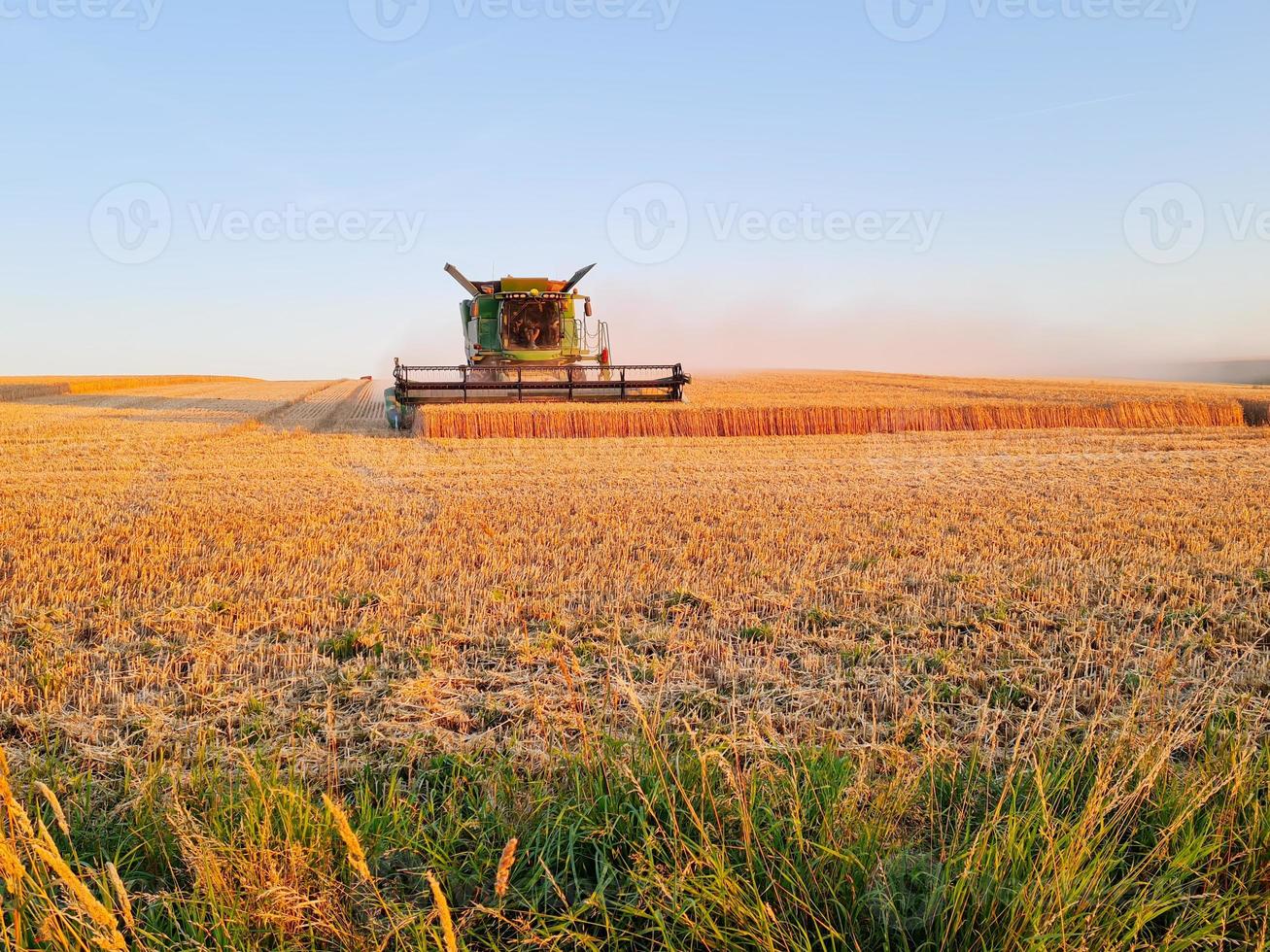 raccolta combinare Lavorando su il campo di Grano a tramonto volta, moderno agricolo trasporto. combinare mietitrice. ricco raccolto. agricoltura Immagine. foto