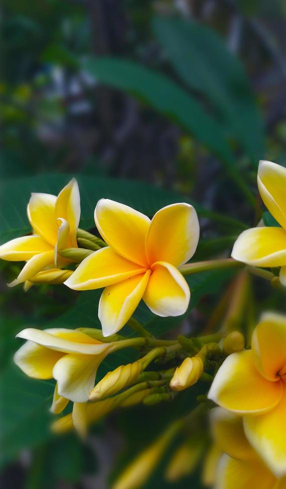 frangipani fiori nel giallo foto