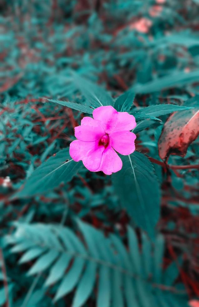 geranio fiore, un' naturale erbaceo pianta, rosa nel colore con un' sfocato sfondo di verde le foglie foto