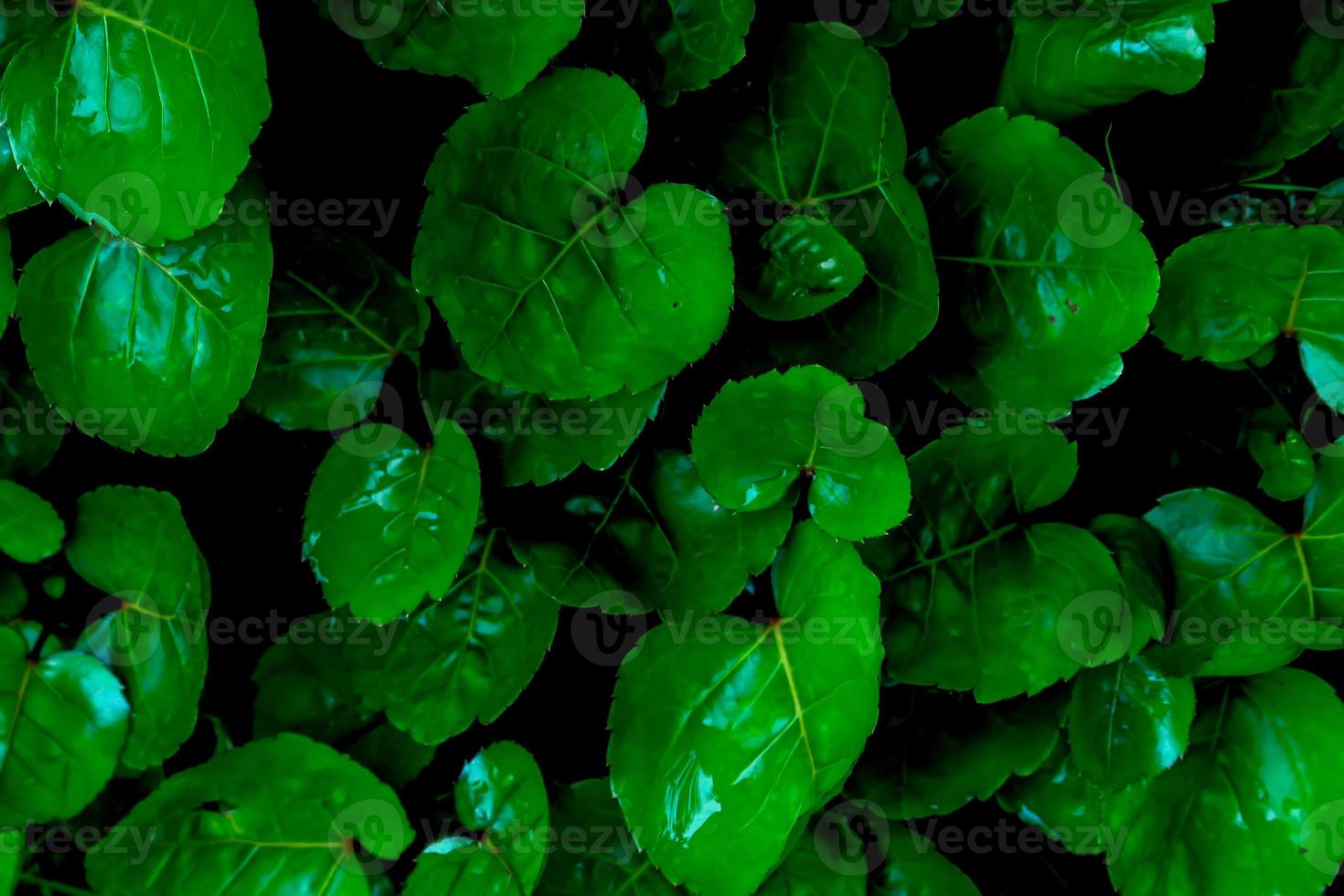 le foglie poliscia scutellaria o scudo aralia o prugna aralia o tazza foglia o cena piatto aralia o daun mangkokan. foglia sembra piace sagomato piace cuore. per droga erbaceo foto