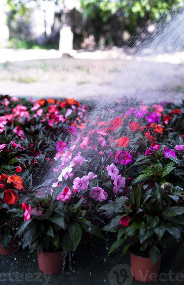 giovane donna a un' asilo Tenere fiore pianta nel sua mani come lei si inginocchia nel il passerella fra impianti. foto