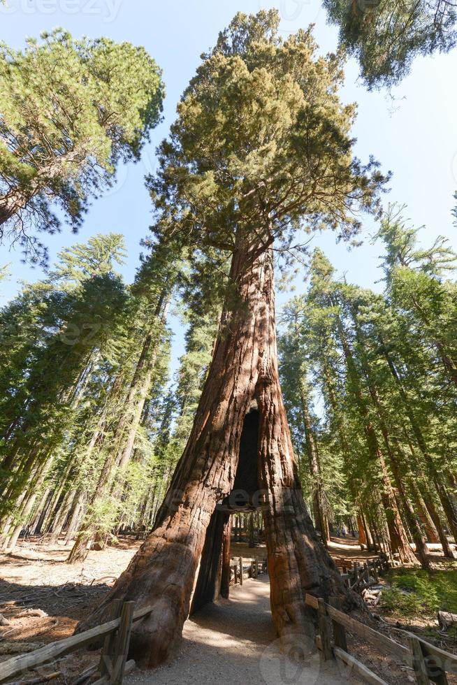 sequoia cancello nel mariposa boschetto, Yosemite nazionale parco foto