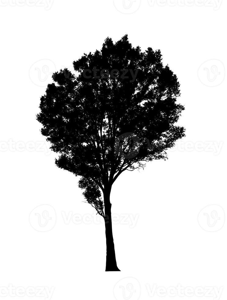 albero silhouette per spazzola su bianca sfondo foto