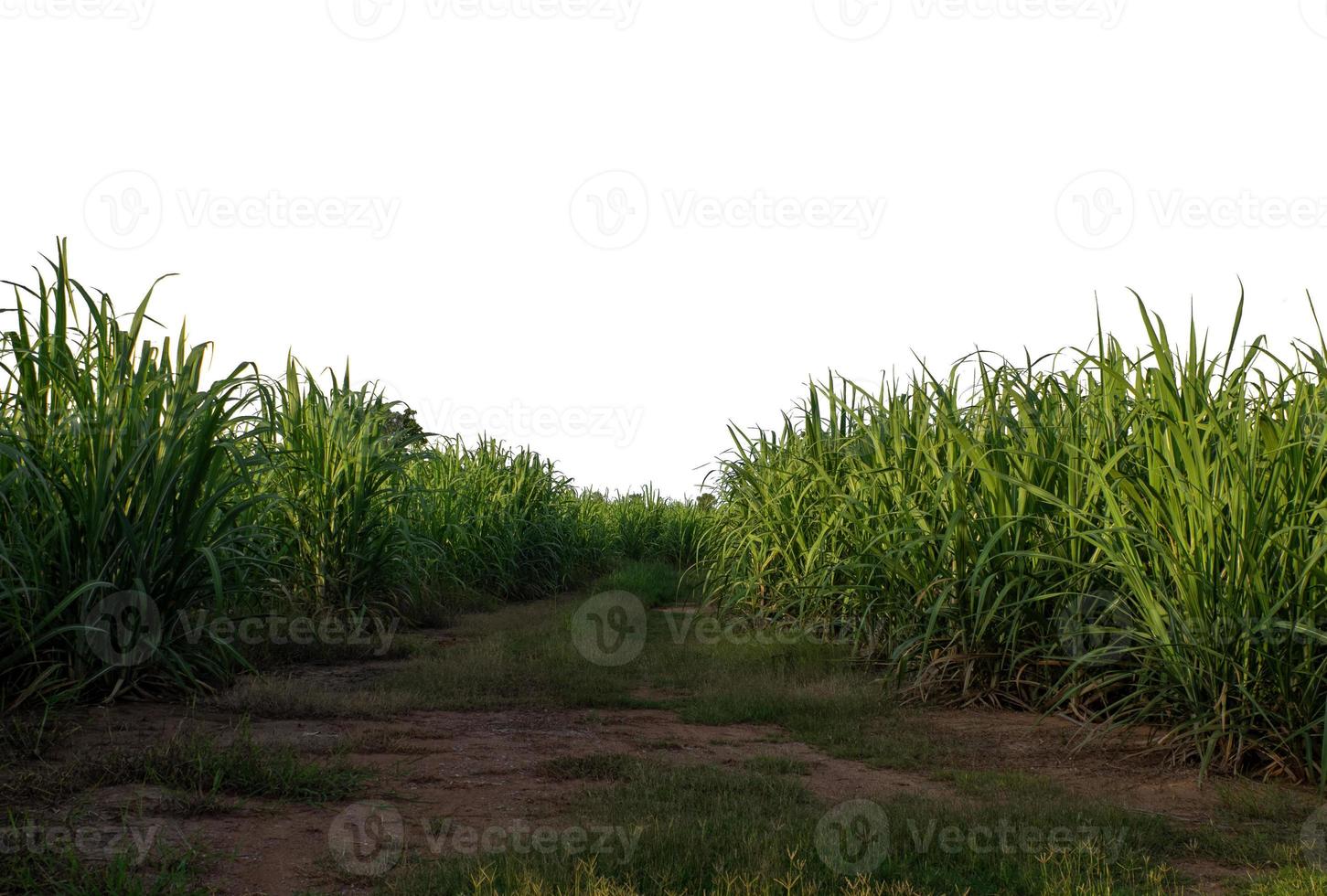 zucchero canna isolato su bianca sfondo e cliping sentiero foto