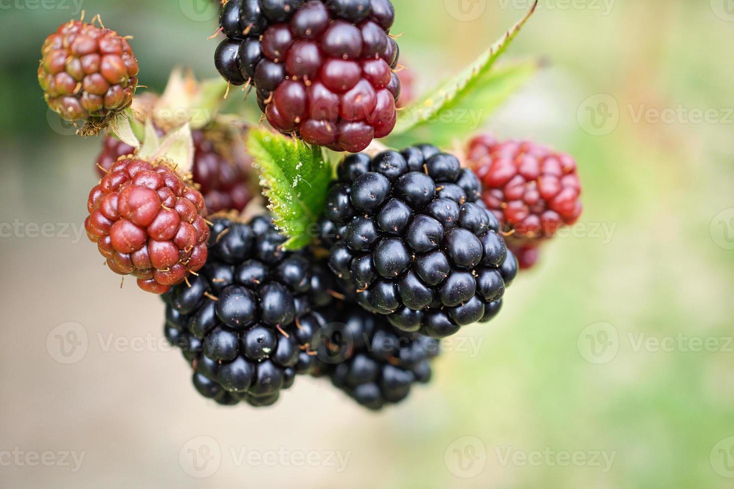 mora su cespuglio con bokeh. sfocato sfondo. vitamina ricco frutta a partire dal giardino foto