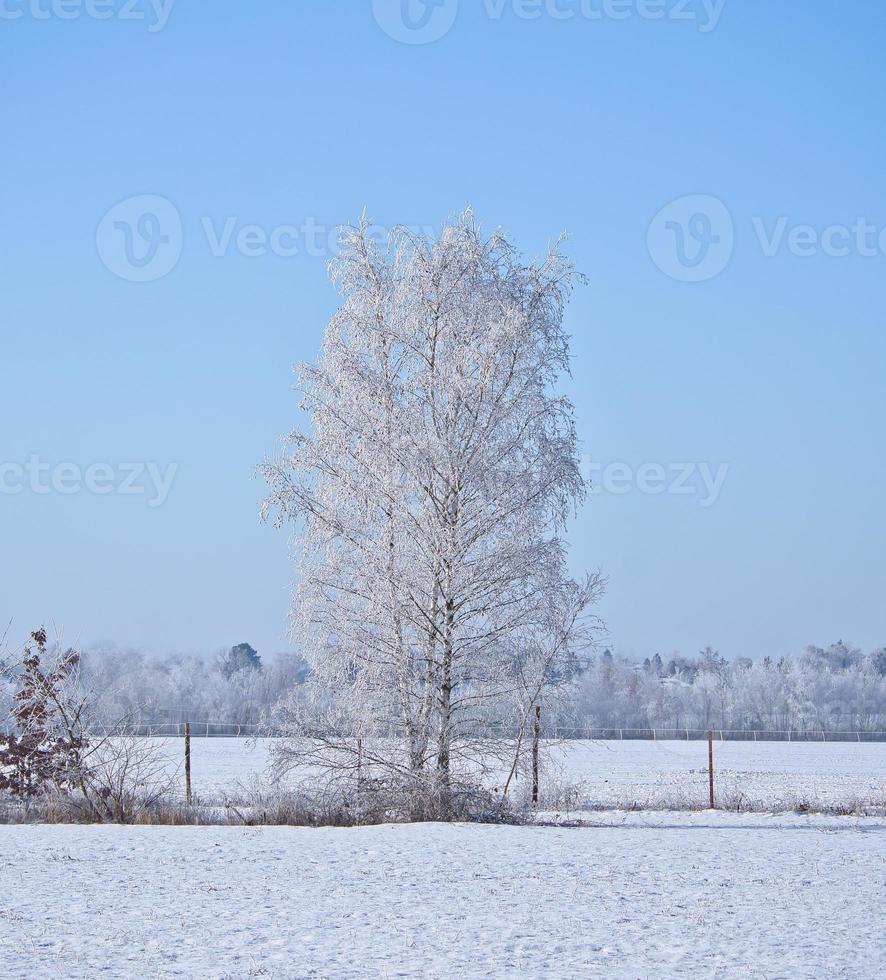 nevoso betulla albero su un' invernale campo. brina le forme ghiaccio cristalli su il rami. foto