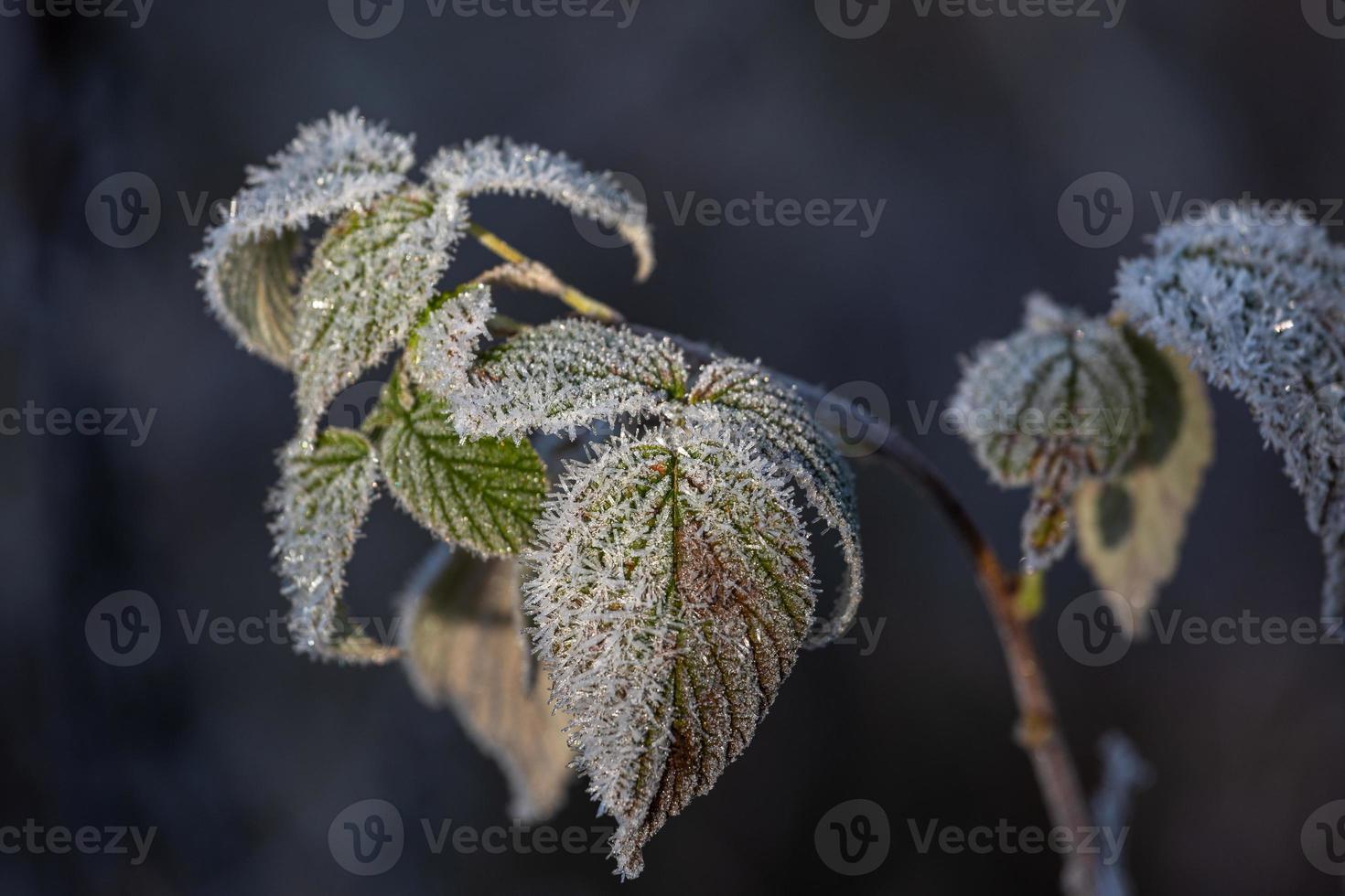 pianta le foglie nel autunno foto