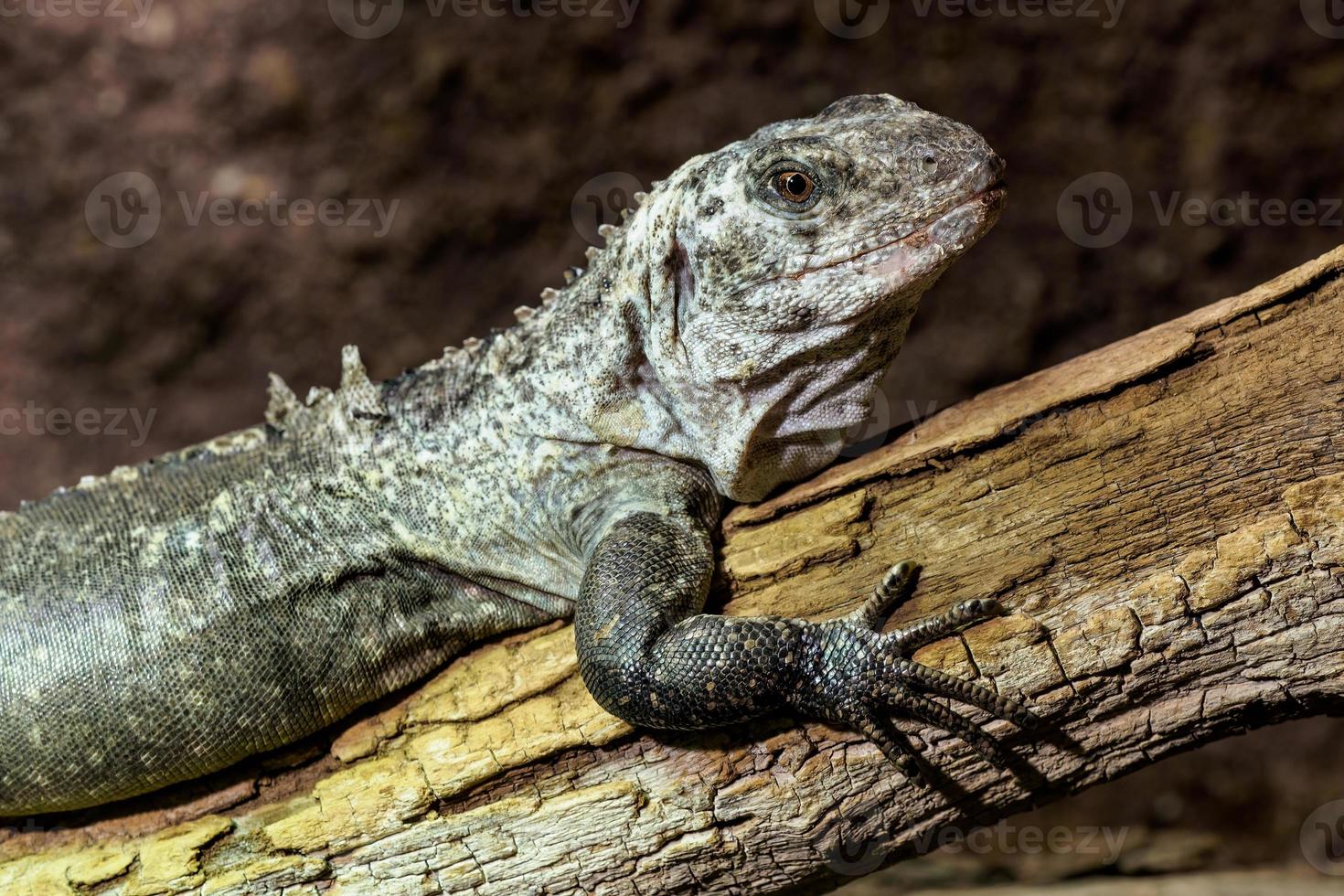 il utila iguana su un' ramo - ctenosaura bakeri è un' criticamente in via di estinzione lucertola specie. foto