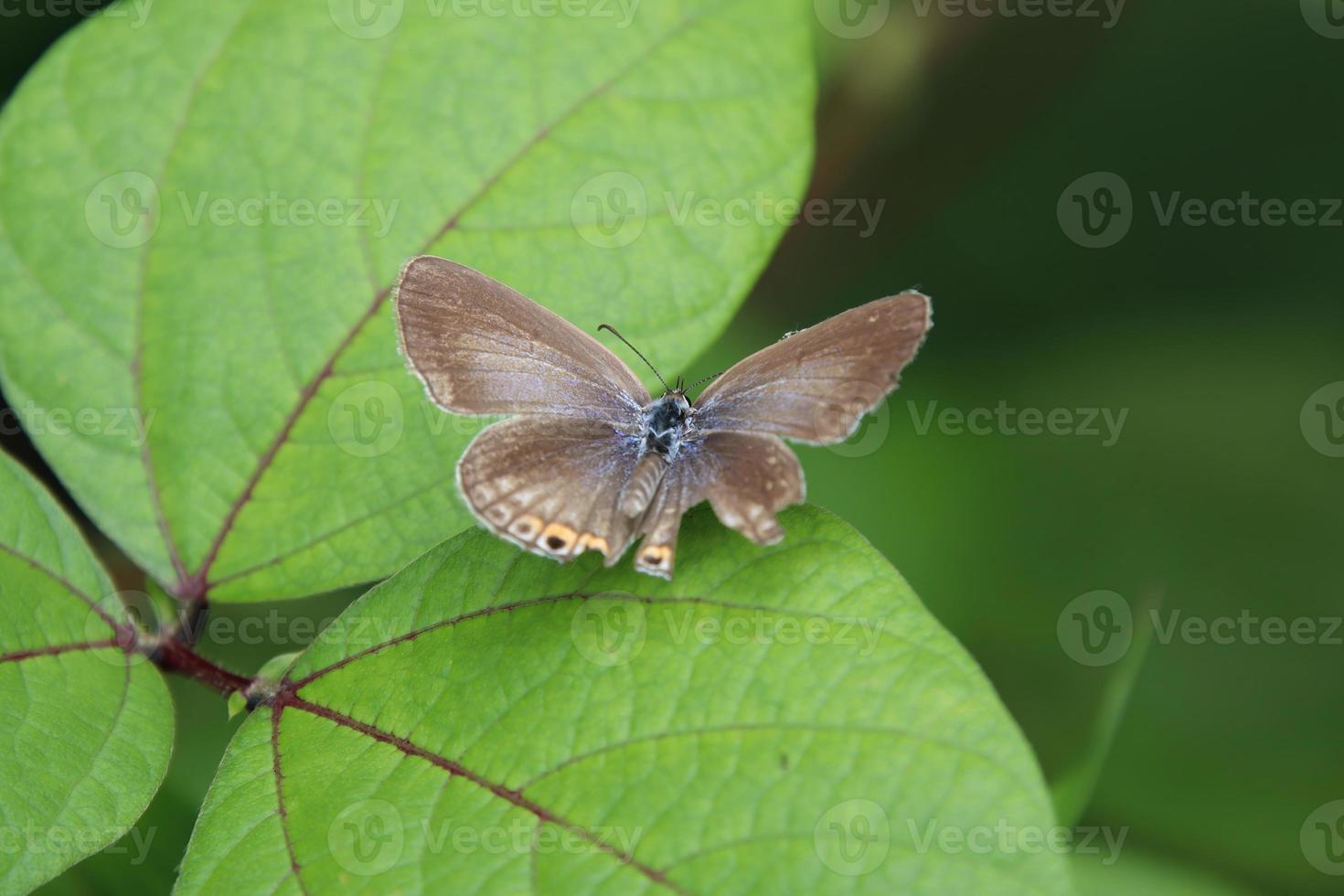 grammo blu farfalla su un' foglia foto