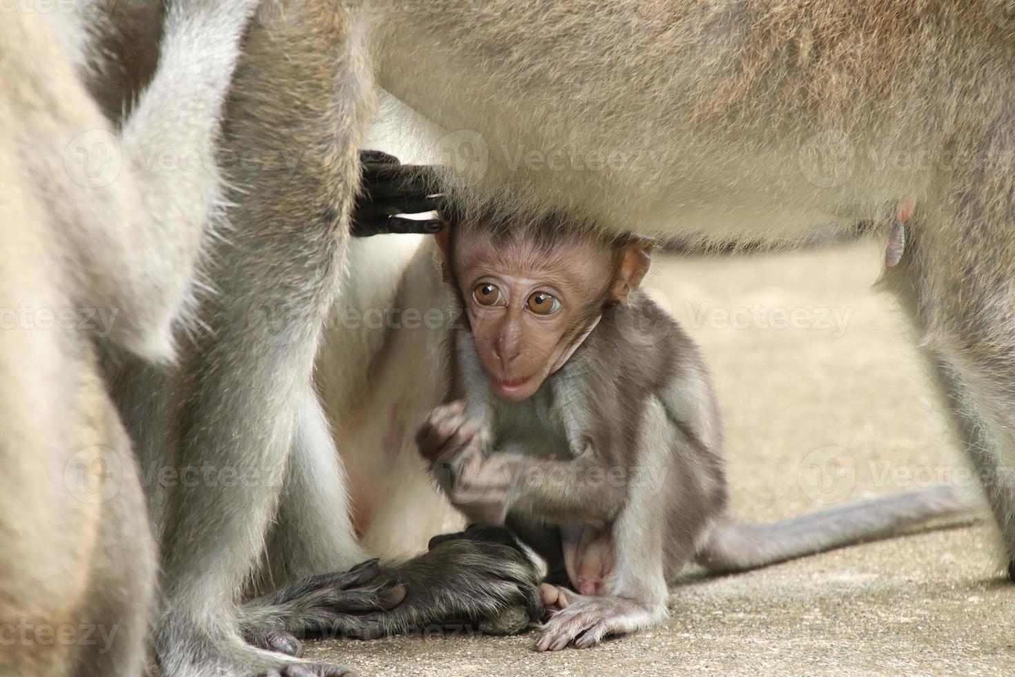 lungo dalla coda macaco macaca fascicolare foto