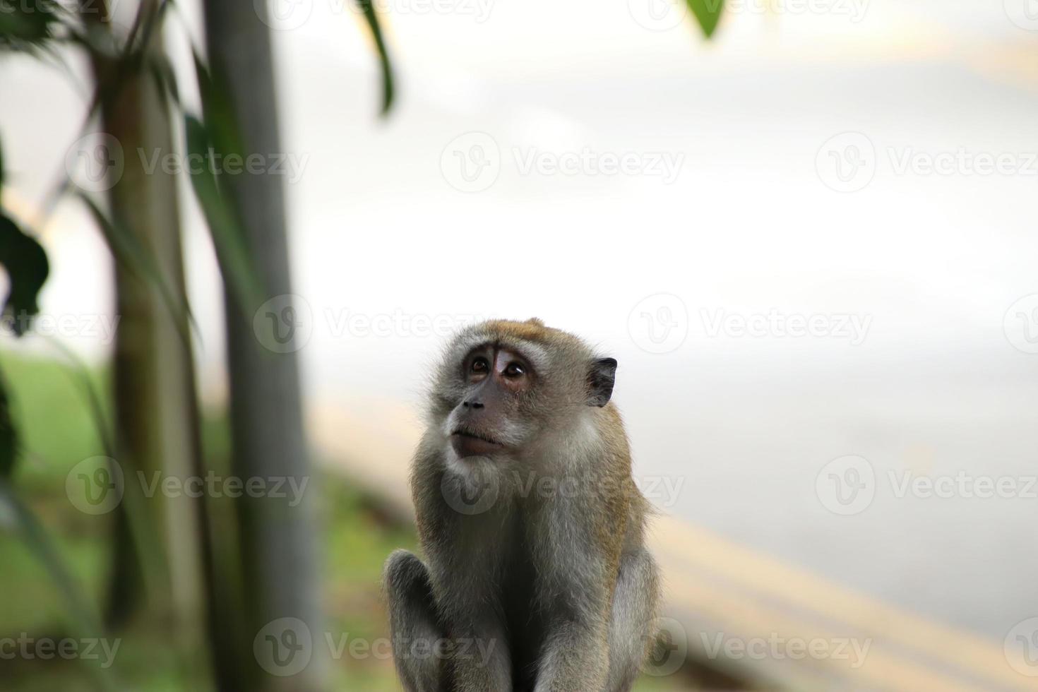 lungo dalla coda macaco macaca fascicolare foto