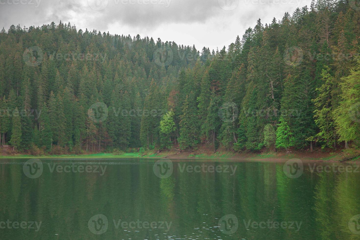 foresta su il lago foto