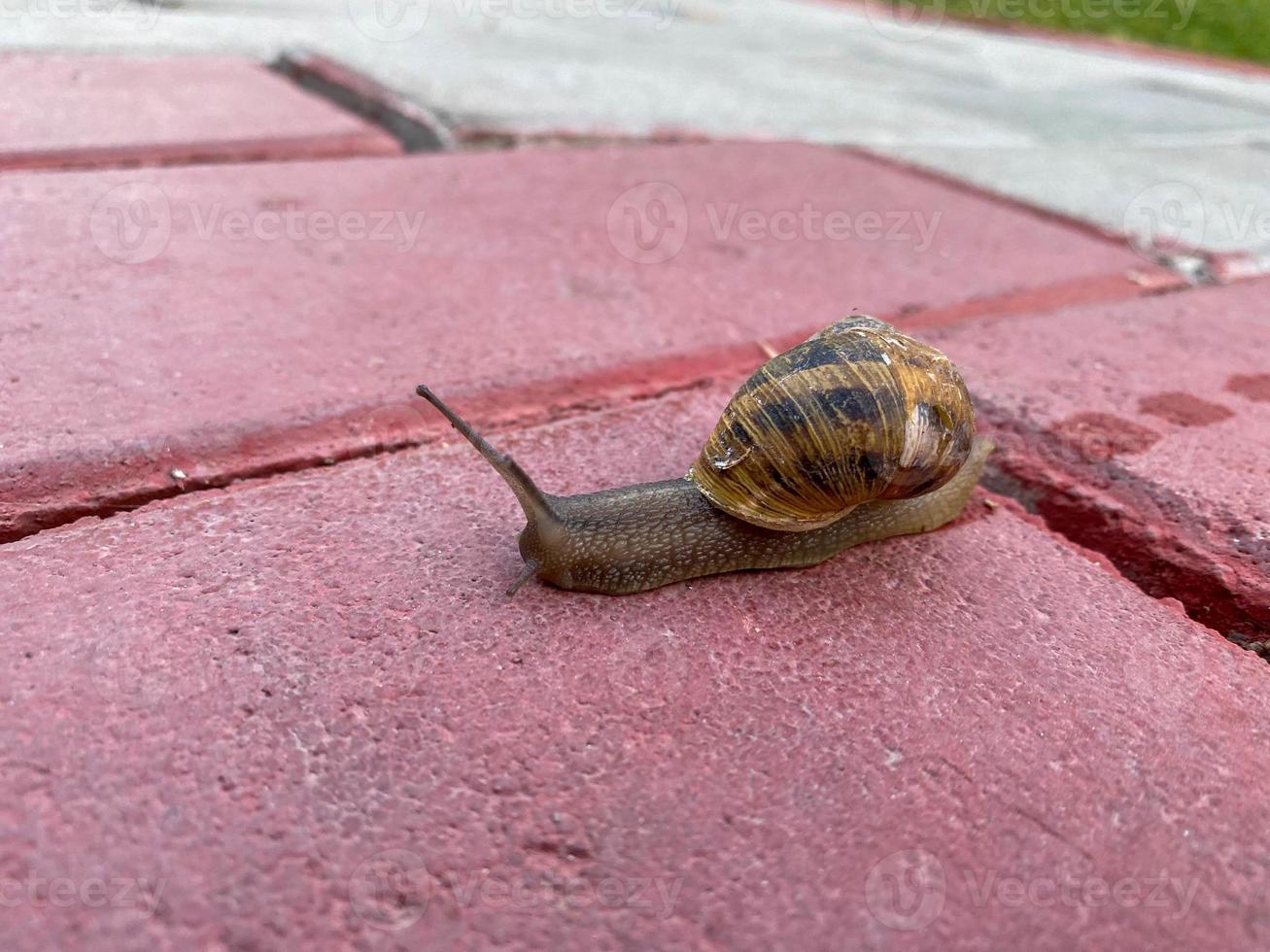 un' piccolo lumaca con un' conchiglia e antenne striscia lungo il strada a partire dal rosa pavimentazione lastre. vicino Visualizza foto