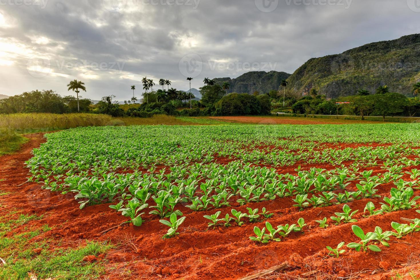 tabacco piantagione nel il vinales valle, nord di Cuba. foto