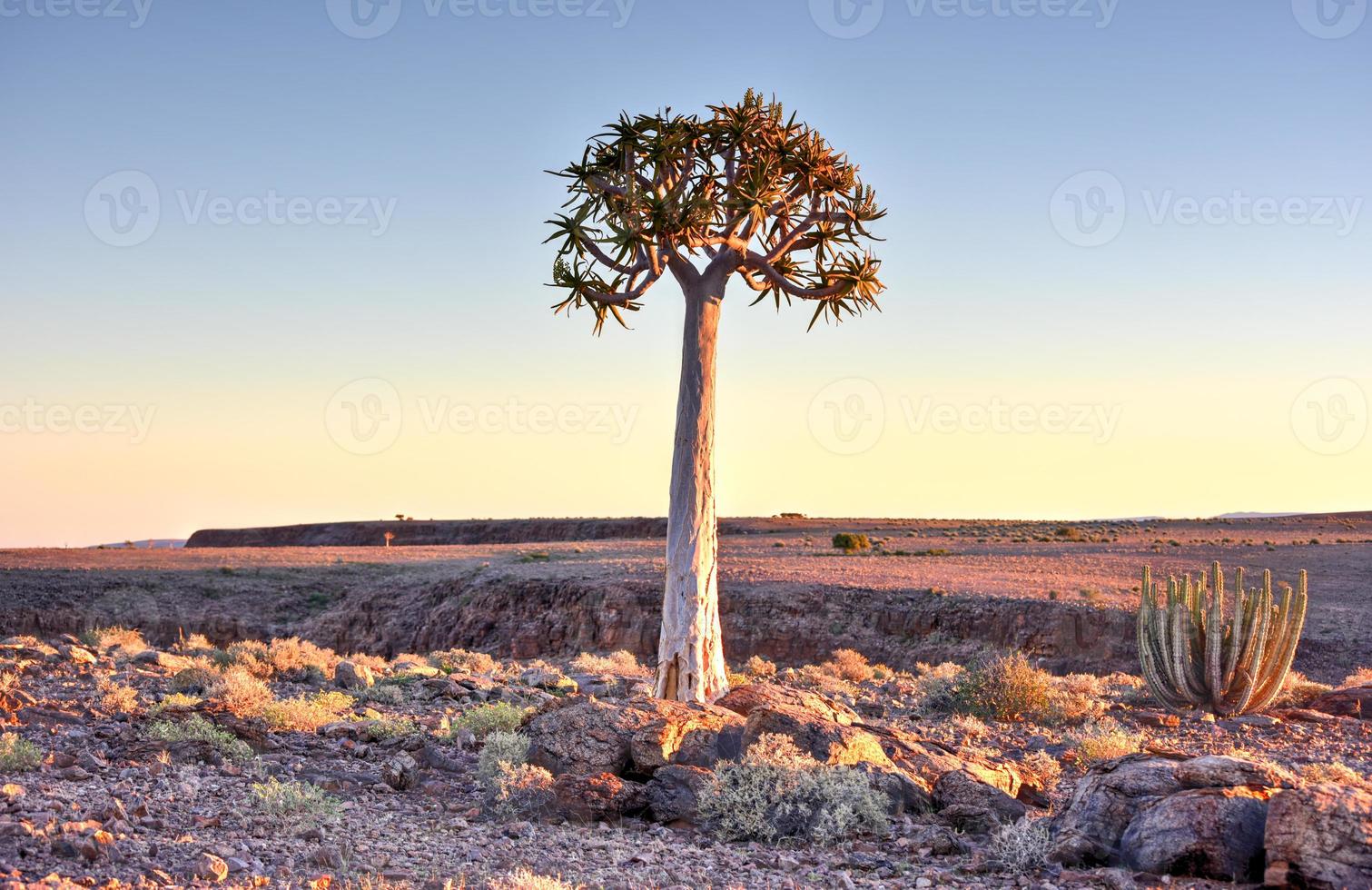 faretra albero - namibia foto