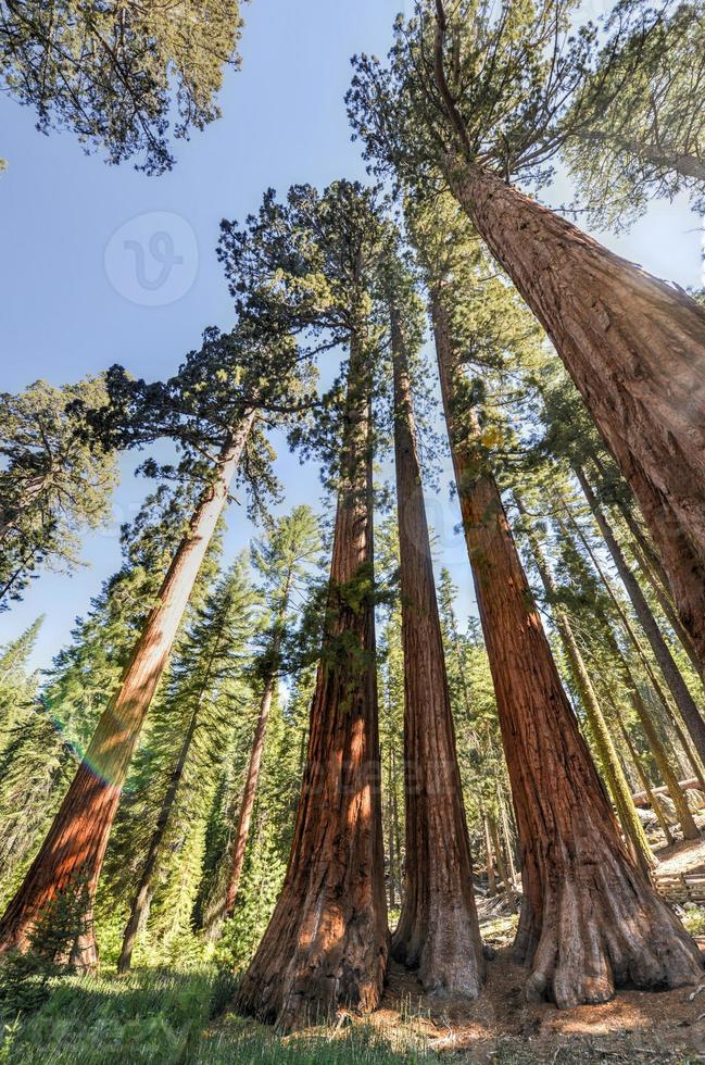 sequoie nel mariposa boschetto, Yosemite nazionale parco foto