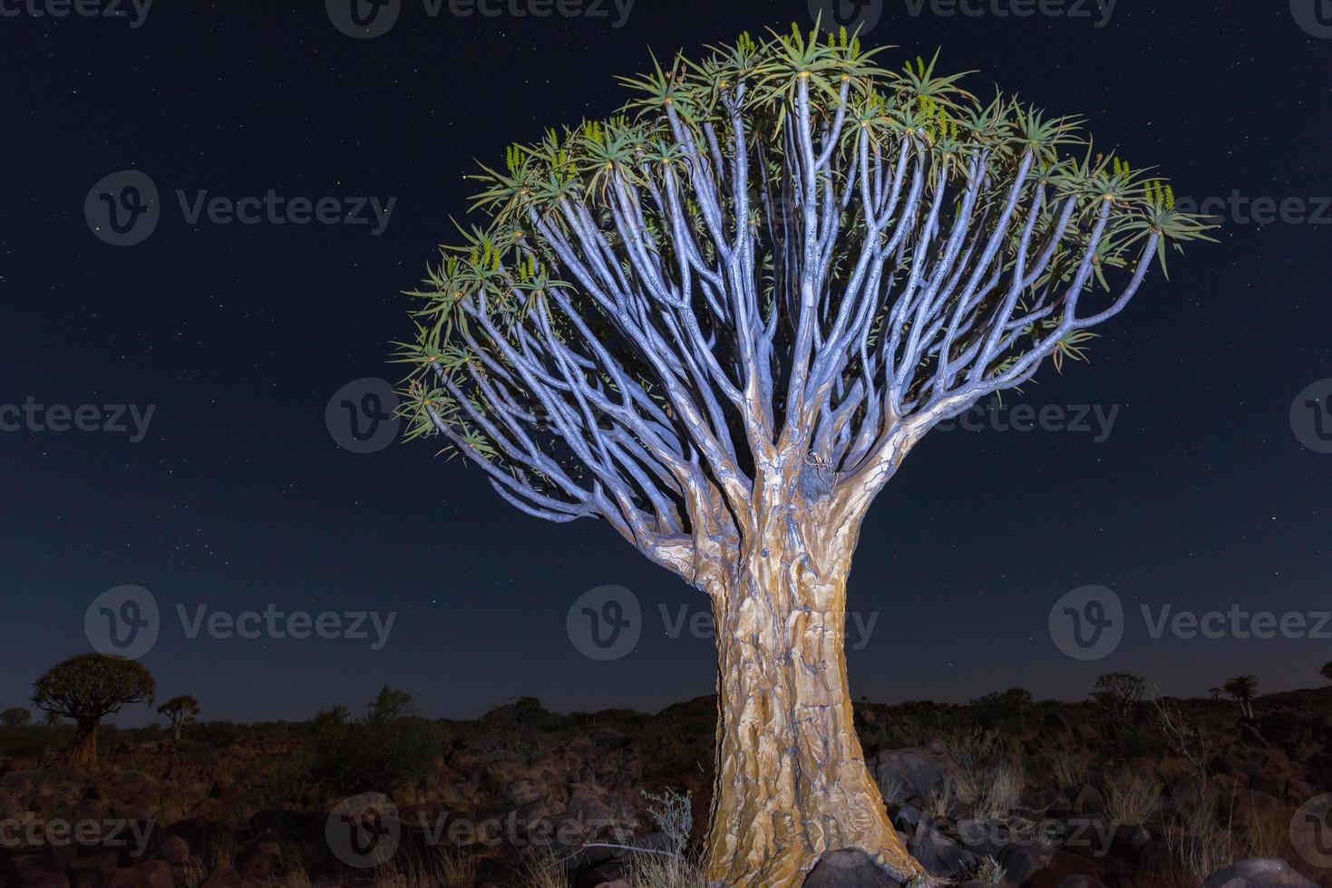 faretra albero foresta - nambia foto