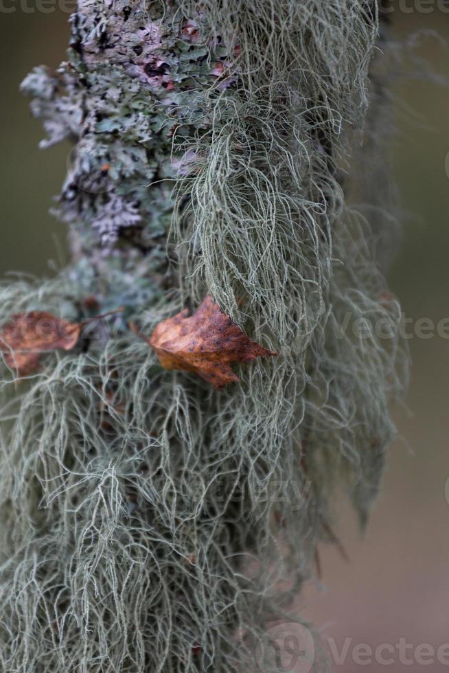 pianta le foglie nel autunno foto