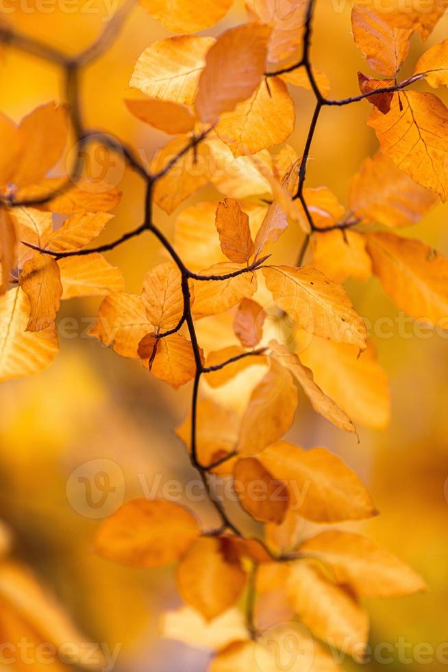pianta le foglie nel autunno foto