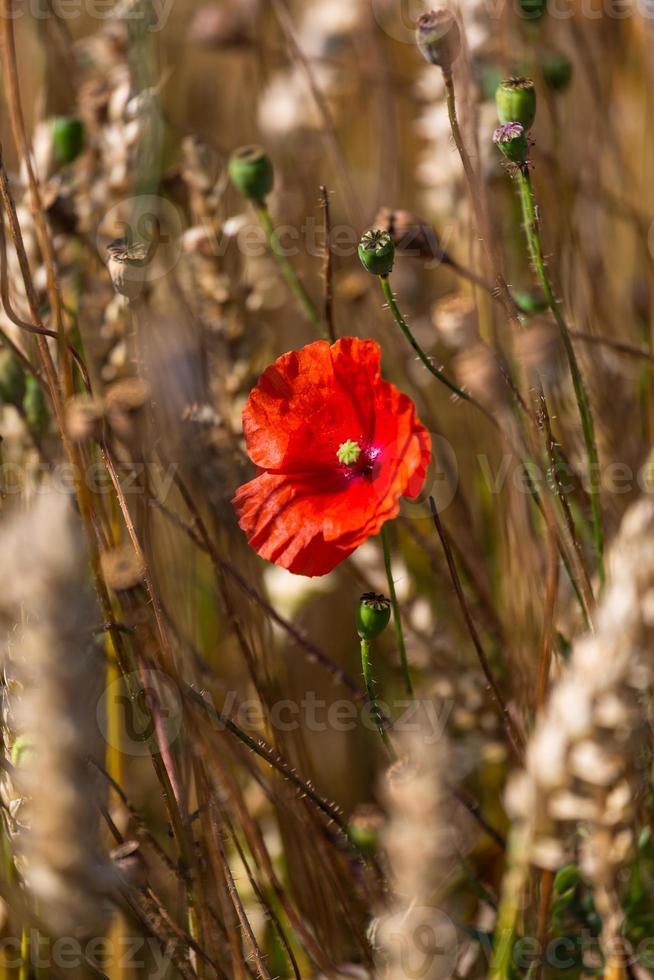 rosso papaveri nel un' campo di colture foto