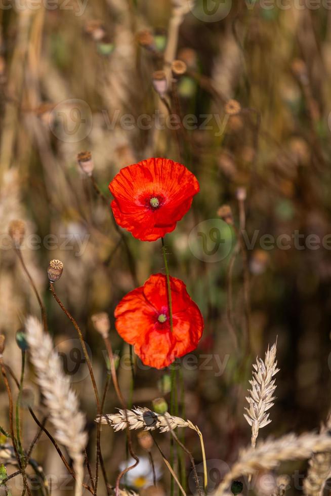 rosso papaveri nel un' campo di colture foto