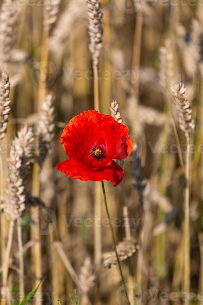 rosso papaveri nel un' campo di colture foto