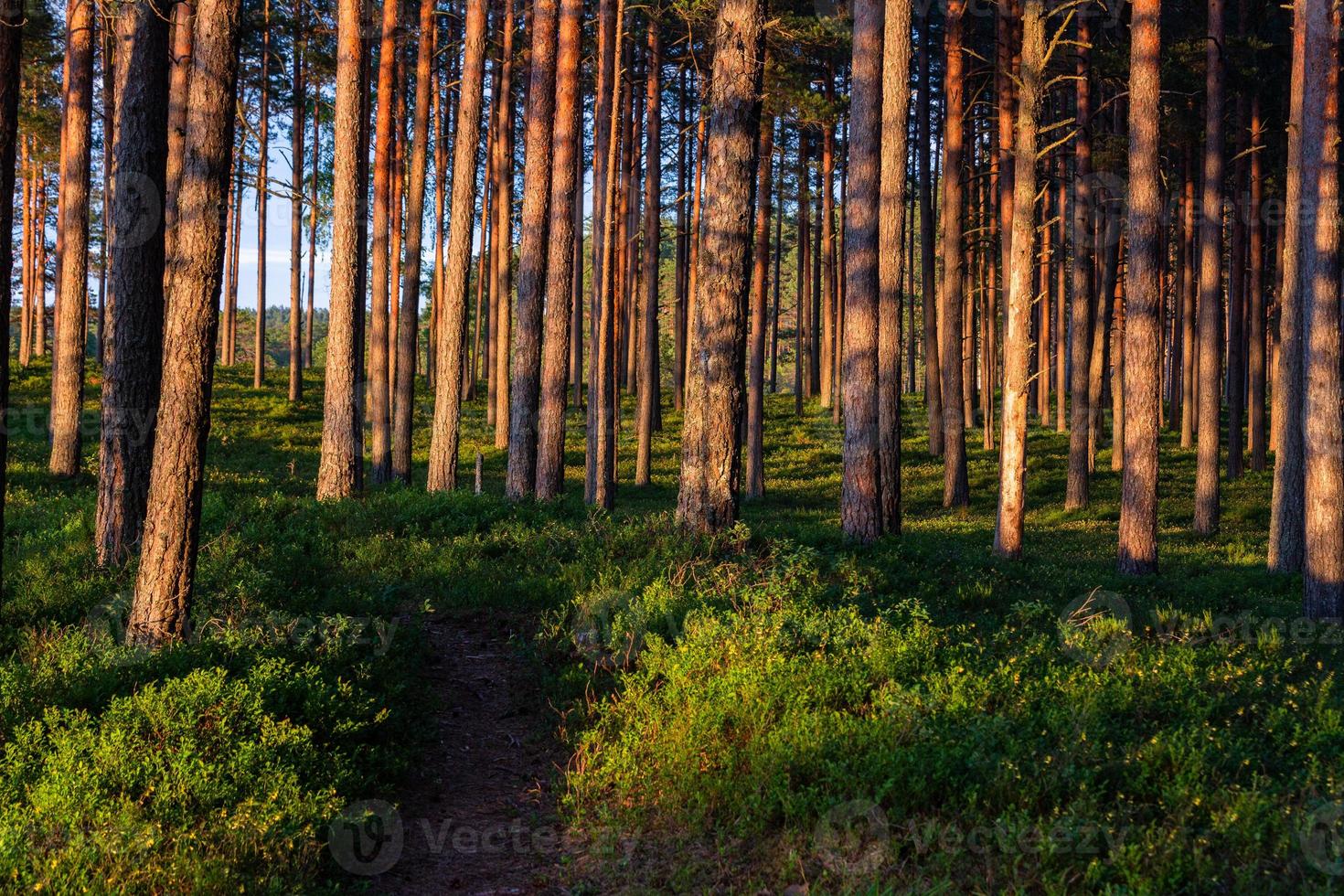 foresta nel il luce del sole foto