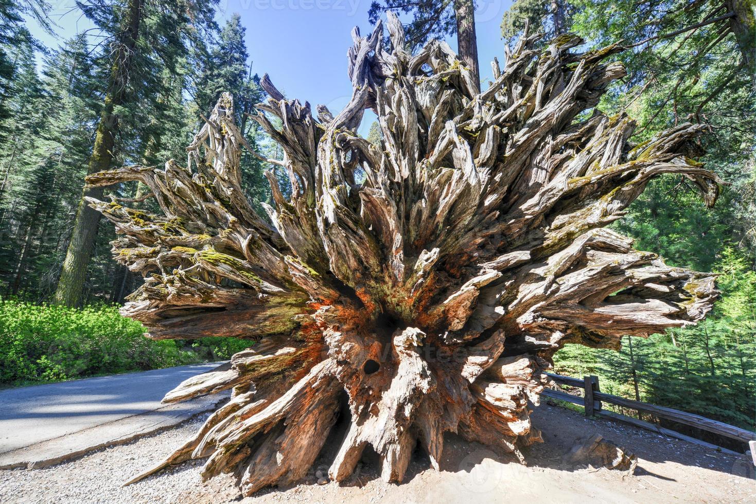 caduto sequoia nel mariposa boschetto, Yosemite nazionale parco foto