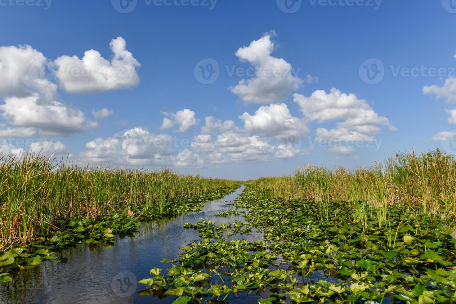 Florida zone umide nel il Everglades nazionale parco nel Stati Uniti d'America. popolare posto per turisti, selvaggio natura e animali. foto