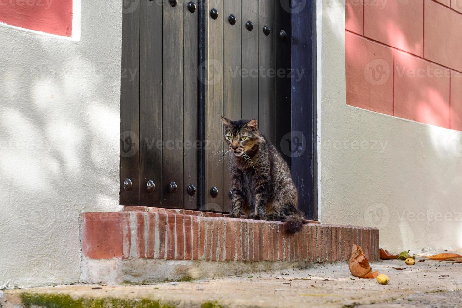 gatto su il strade di vecchio san Giovanni, puerto stecca. foto