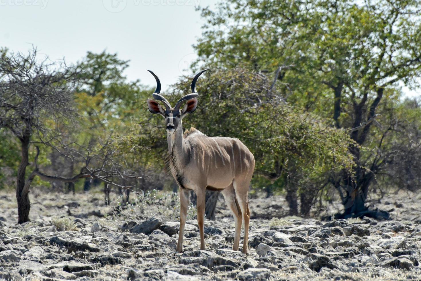 kudu nel etosha nazionale parco foto