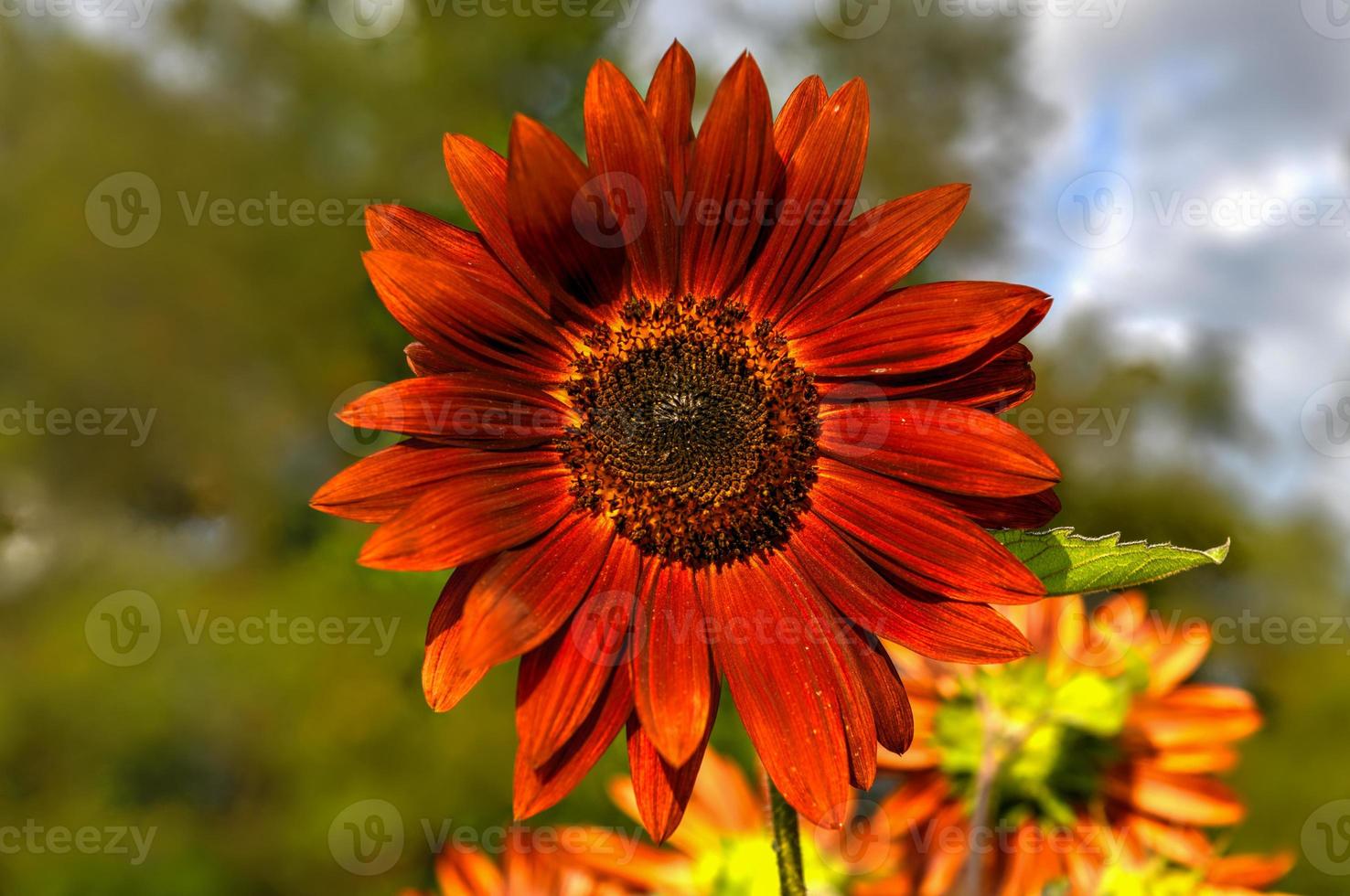 avvicinamento rosso girasole nel un' girasole labirinto nel sussex contea, nuovo maglia. foto