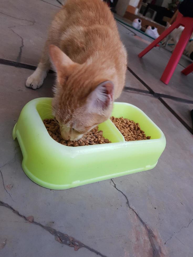 foto di un' vagante gatto in giro nostro Casa.