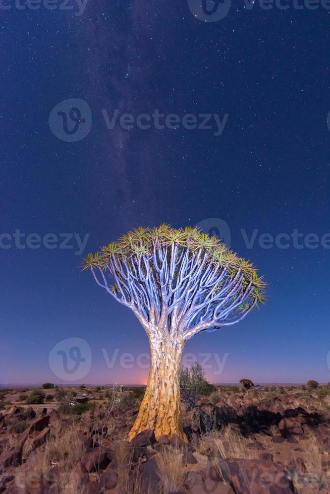 faretra albero foresta - nambia foto