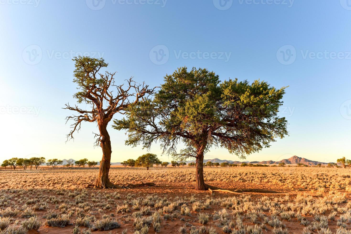 deserto paesaggio - namibrand, namibia foto