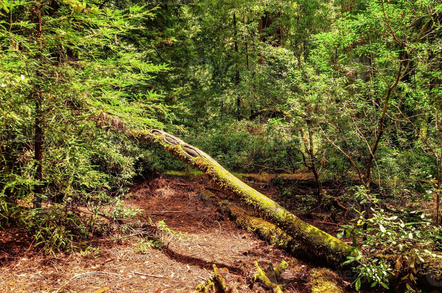 caduto California sequoia albero foto