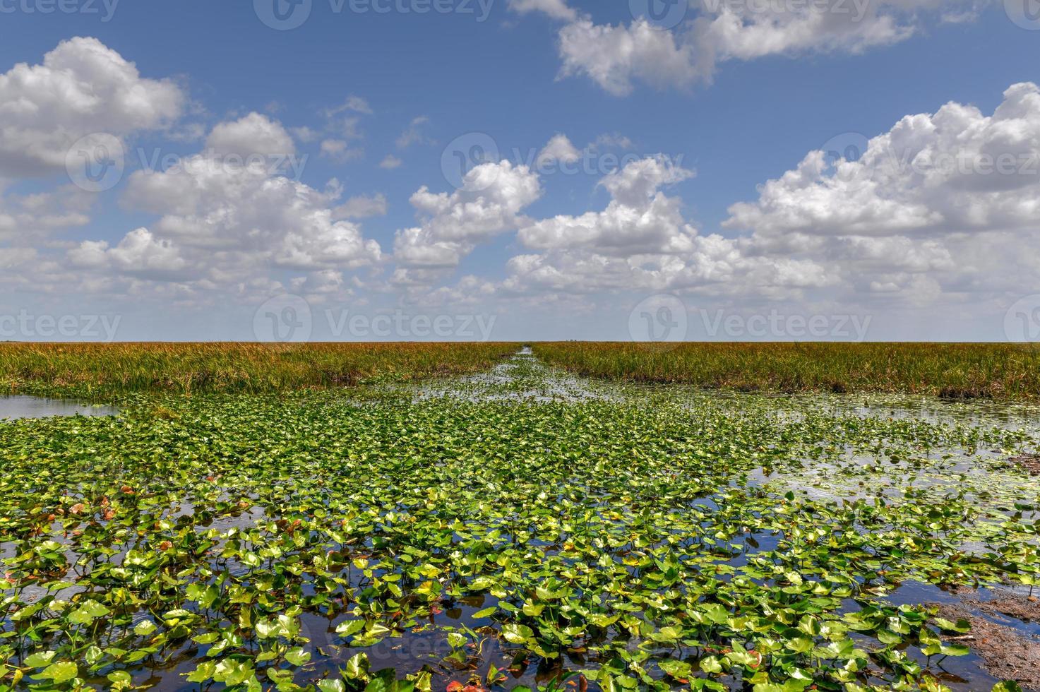 Florida zone umide nel il Everglades nazionale parco nel Stati Uniti d'America. popolare posto per turisti, selvaggio natura e animali. foto
