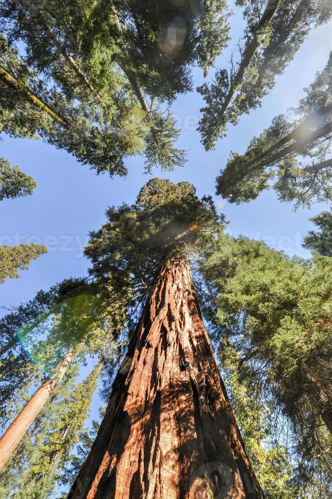 sequoie nel mariposa boschetto, Yosemite nazionale parco foto