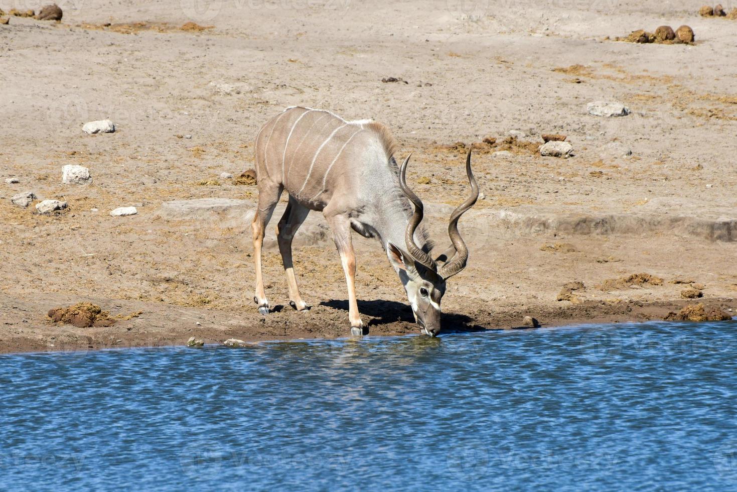 kudu - etosha, namibia foto