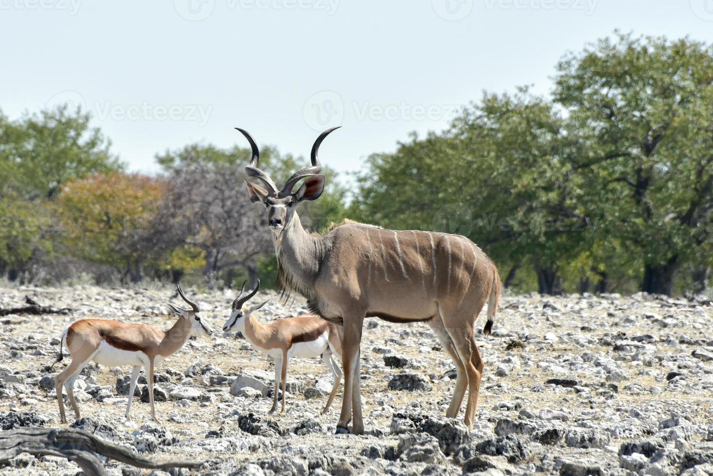 kudu nel etosha nazionale parco foto