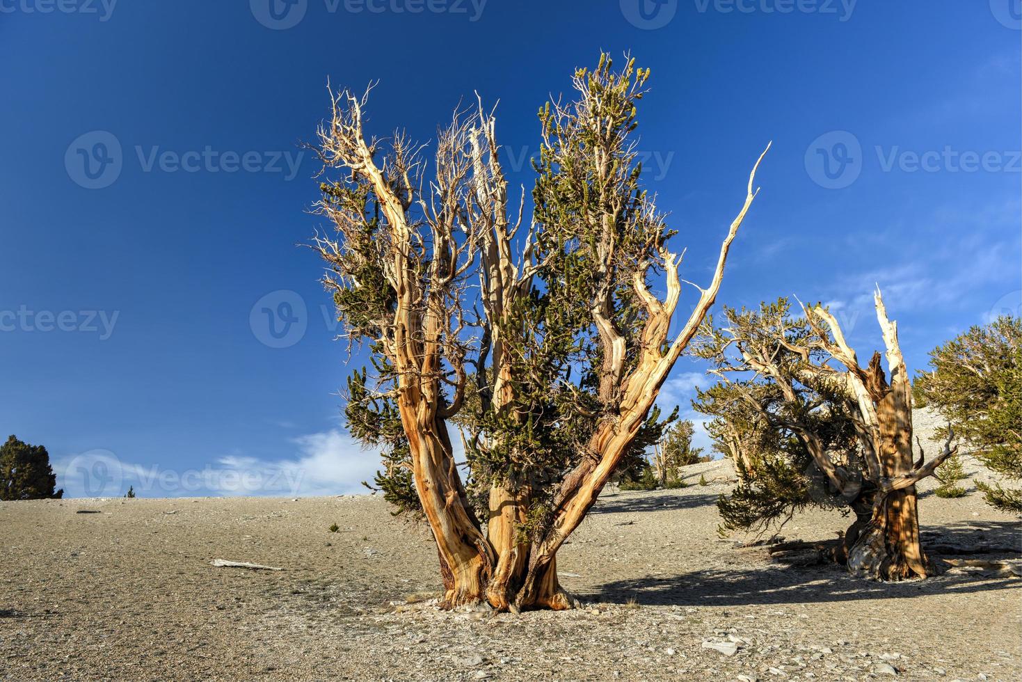 antico cono di setole pino foresta foto