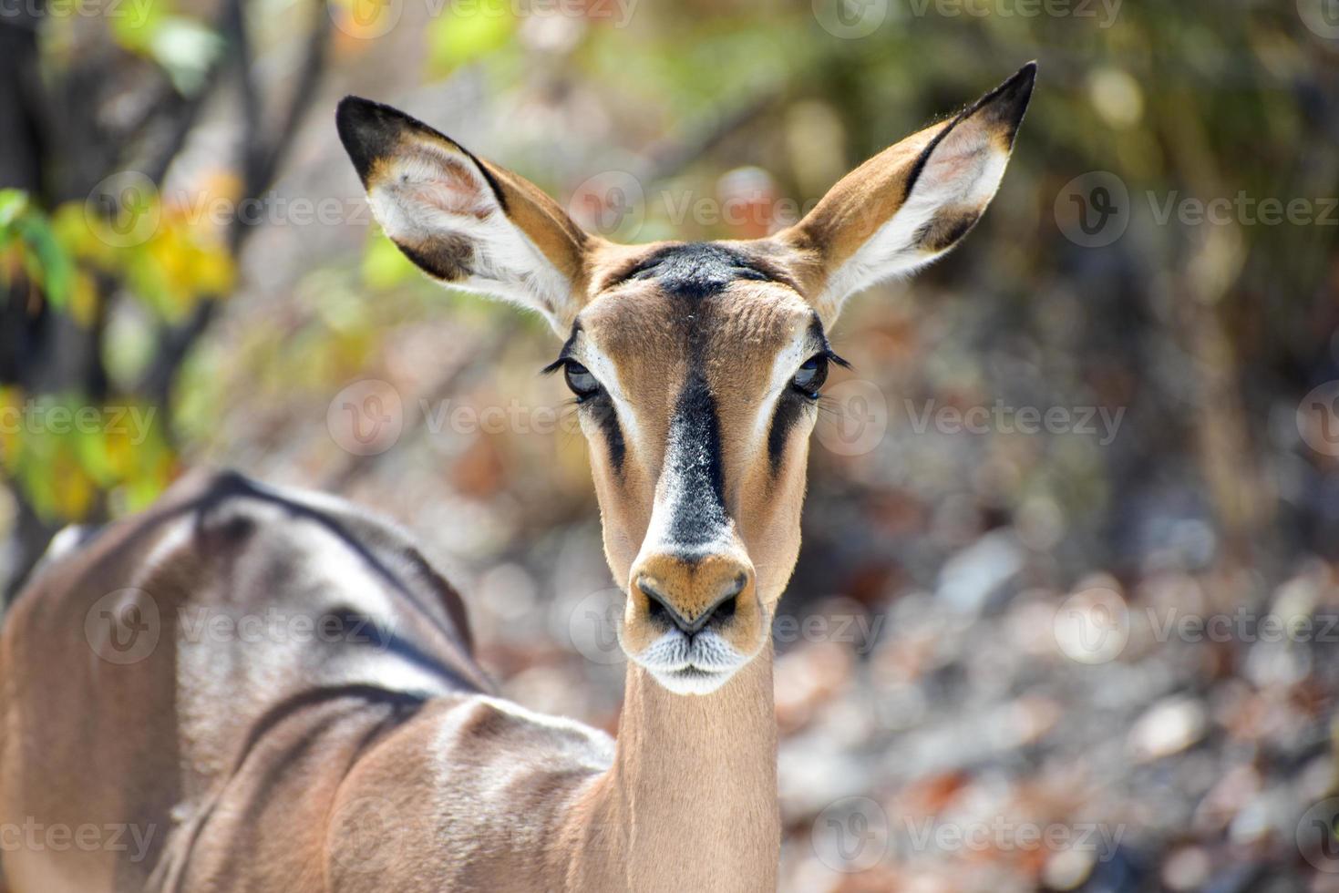 springbok nel etosha nazionale parco foto