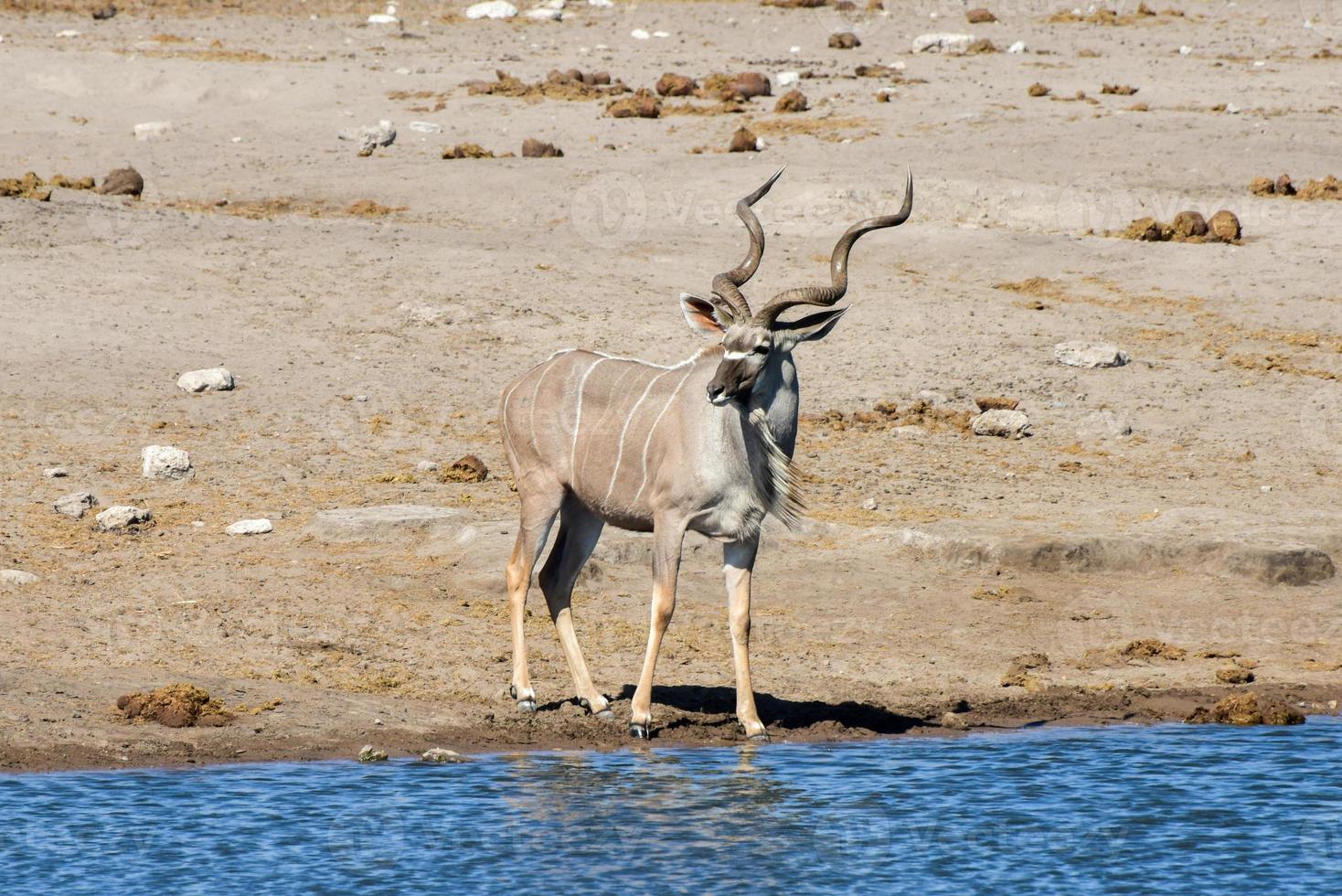 kudu - etosha, namibia foto