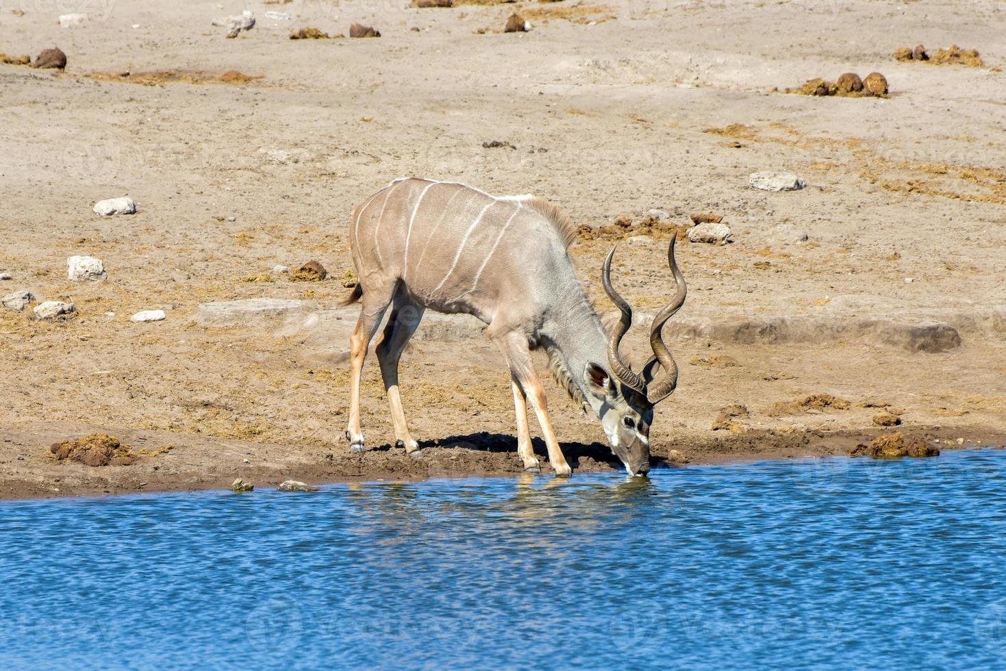 kudu - etosha, namibia foto