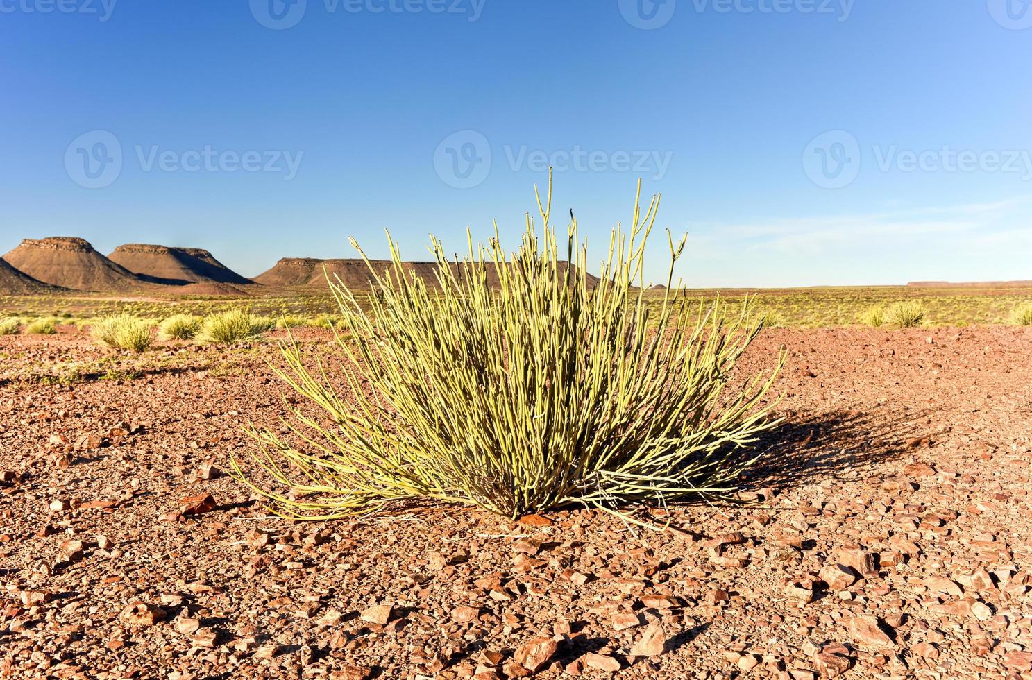 pesce fiume canyon -namibia, Africa foto