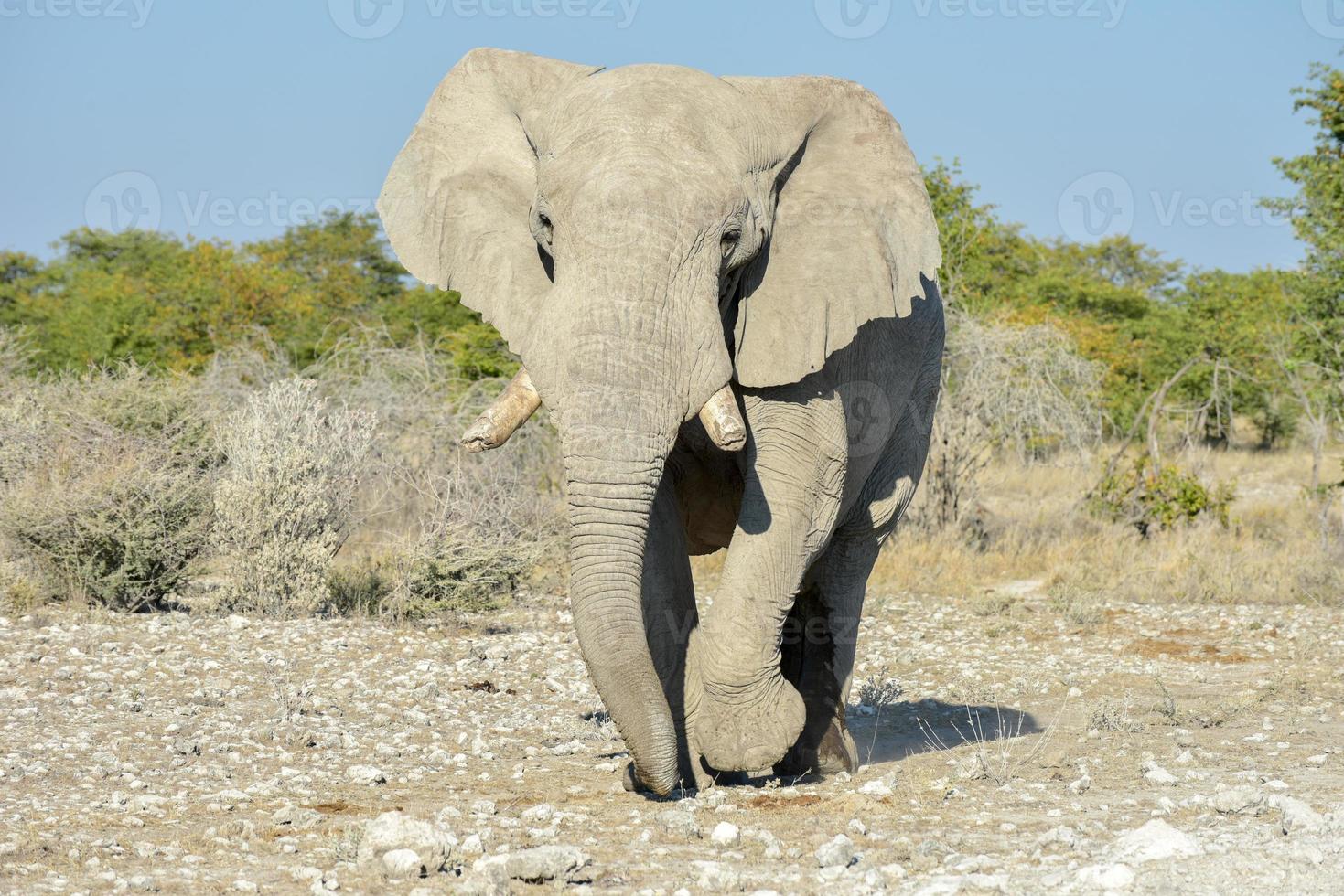 elefante - etosha, namibia foto